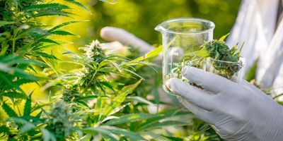 Cannabis responsible person