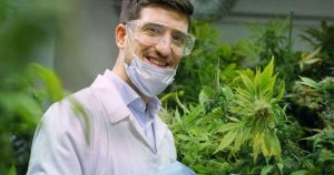 blogCannabis