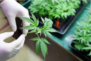 cannabisPic