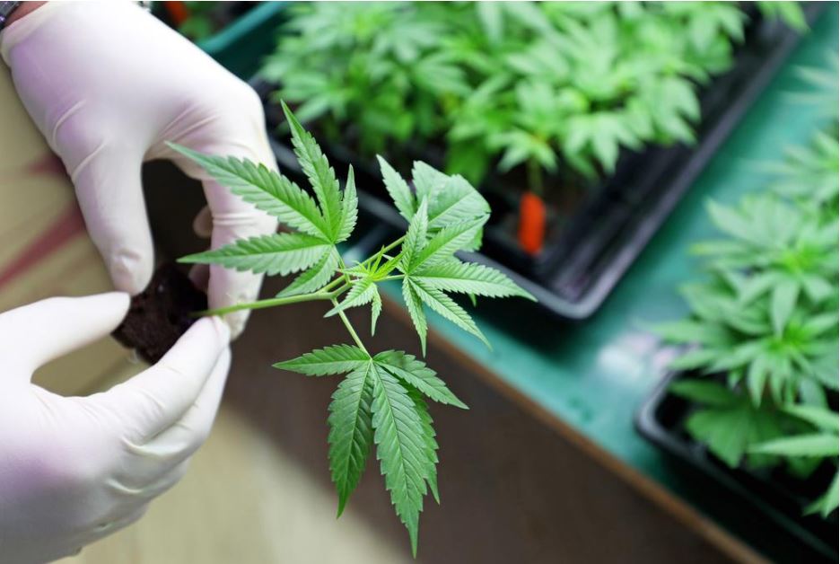 cannabisPic